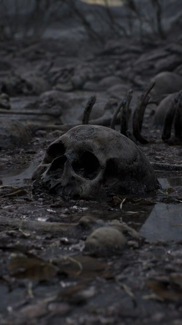 A field of human skeletons